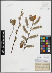 Foto von Salix appendiculata Vill. x Salix caprea L.
